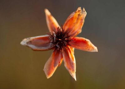 Spende der Firma Muster GmbH